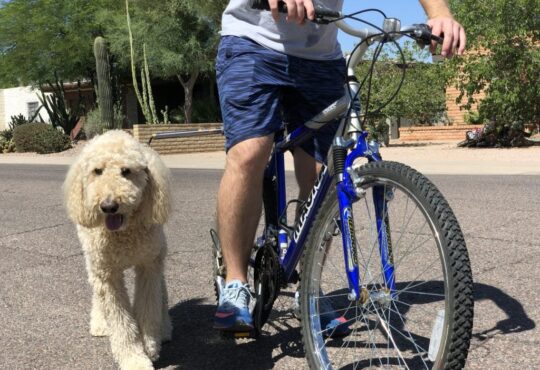 Biking with Your Dog